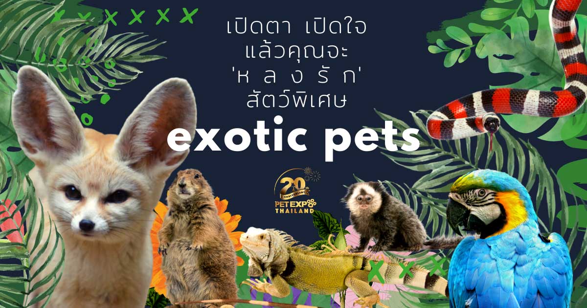 ทำความรู้จักสัตว์พิเศษ (Exotic Pets) กับความมุ้งมิ้งที่ชวนให้หลงเสน่ห์