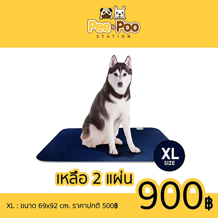 Pet Expo Thailand & Pet Expo Championship