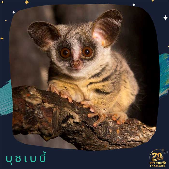 Pet Expo Thailand & Pet Expo Championship