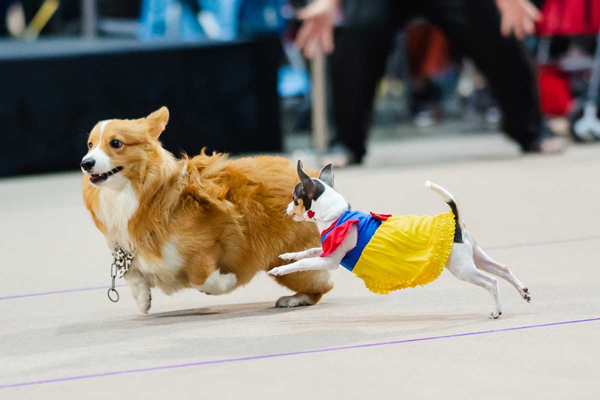 Pet Expo Championship