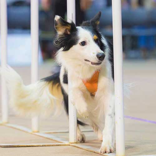 Pet Expo Championship