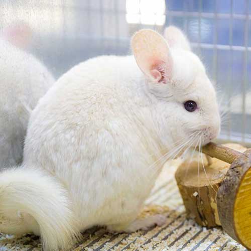 Pet Expo Championship