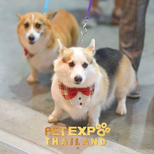 Pet Expo Thailand