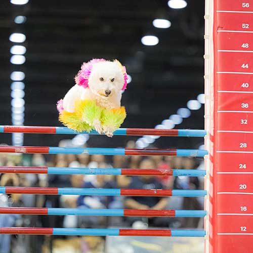 Pet Expo Championship