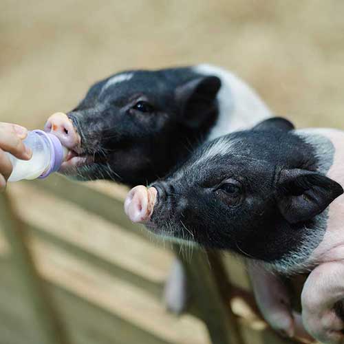 Pet Expo Championship