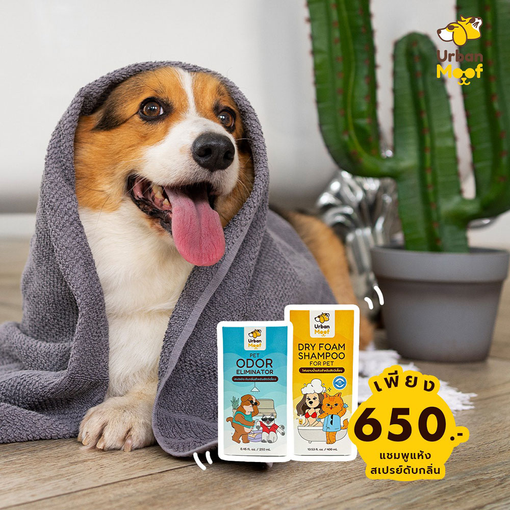 Pet Expo Thailand & Pet Expo Championship