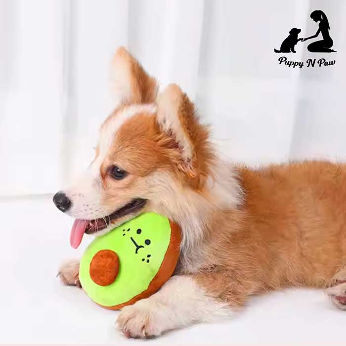 Pet Expo Thailand & Pet Expo Championship