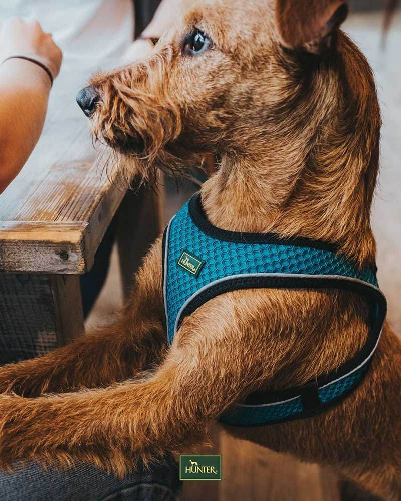 Pet Expo Championship